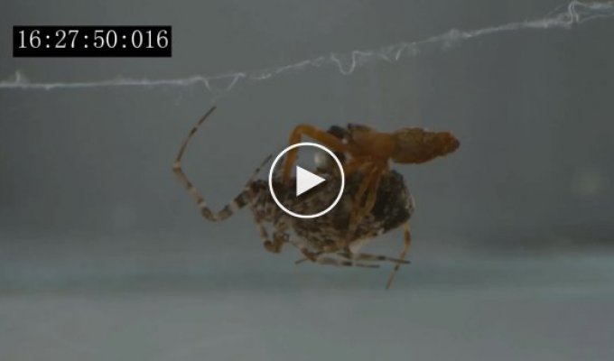 Некоторые пауки-самцы катапультируются после спаривания, чтобы их не съели