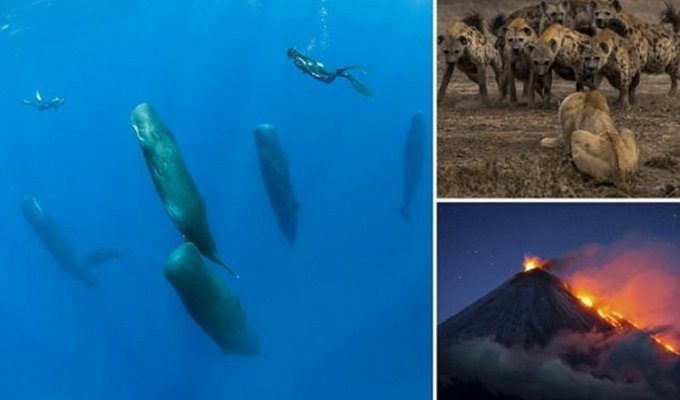Фотоконкурс National Geographic Фотограф года: лучшие в мире снимки живой природы (16 фото)