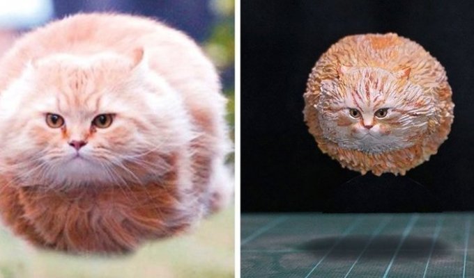 Японец превращает диковатые фотки котов в фигурки (29 фото)