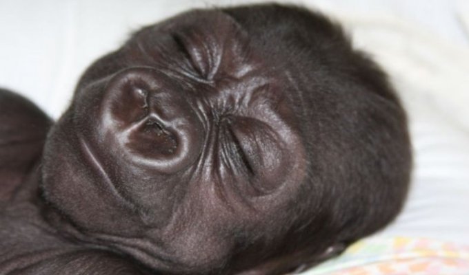 Маленькая горилла (34 фото)