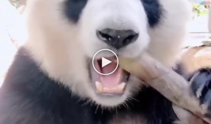 Панда с большим аппетитом ест бамбук
