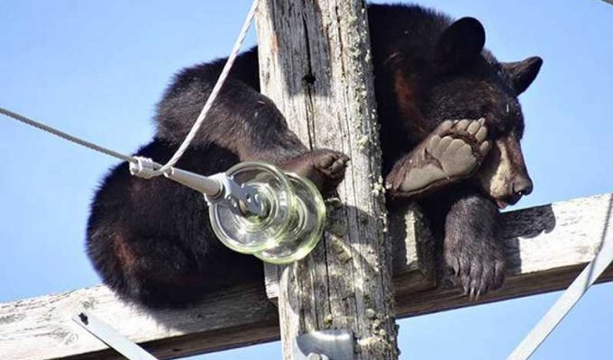 Уставший медведь вырубился прямо на опоре ЛЭП (5 фото)