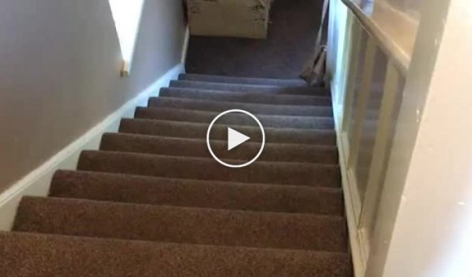 Пес который знает толк в лестницах