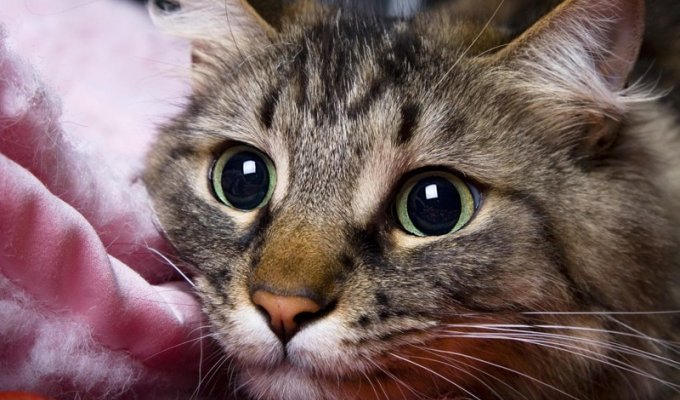 4 научно обоснованных способа, которыми котики продляют нам жизнь (5 фото)