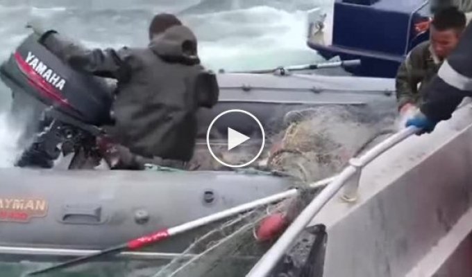 Жесткое задержание браконьеров сотрудниками береговой охраны