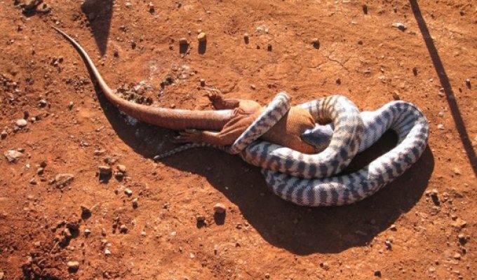 Змея съела игуану (фотографий)