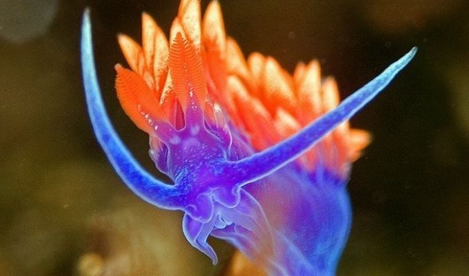Красоты подводного мира (38 фото)