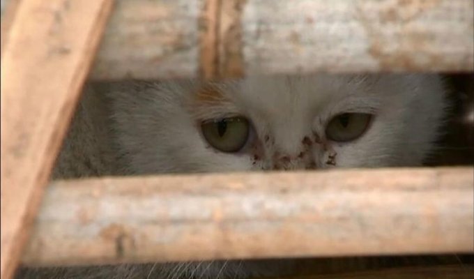 Активисты спасли тысячи котов, которые должны быть стать обедом в ресторанах (9 фото)