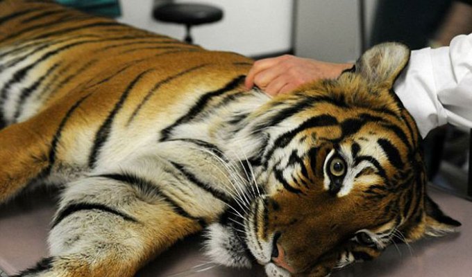 Оперция для спасения тигра (7 фото)