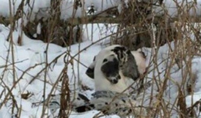 Тюменцы спасли собаку, которого хозяева оставили в лесу (5 фото)