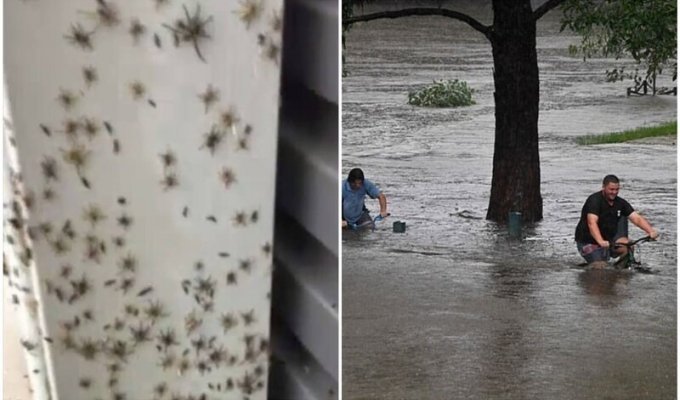 Наводнение в Австралии: зоны бедствия и тысячи пауков (10 фото + 1 видео)