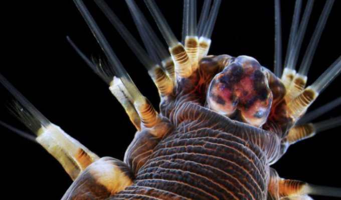 35 фантастических фотографий предметов и существ под микроскопом (34 фото)