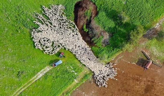 Завораживающий таймлапс: стадо овец напоминает живую картину (4 фото + 1 видео)