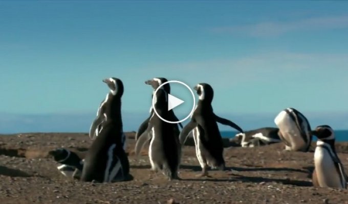 Пингвин вернулся домой после тяжелого дня и обнаружил свою самку с другим!