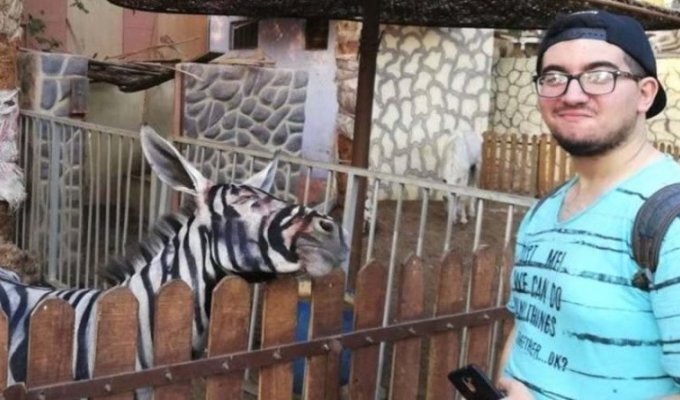 Египетский зоопарк решил обмануть посетителей, выдав ослов за зебр (5 фото)