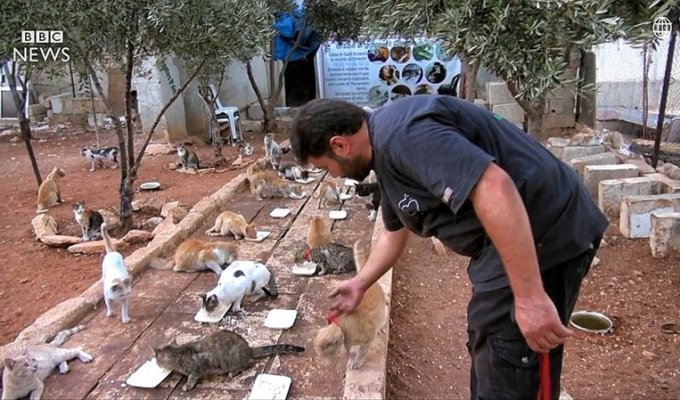 «Человек-кот из Алеппо» остался в разрушенном войной городе, чтобы ухаживать за домашними питомцами (7 фото)
