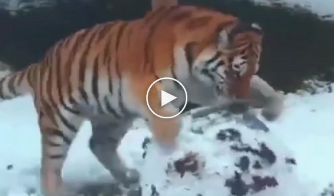 Тигр радуется снегу и лепит снеговика