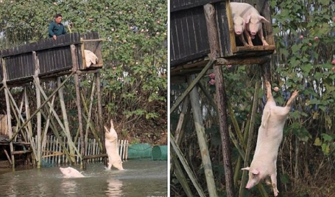 Китайский фермер научил свиней нырять с вышки (5 фото)