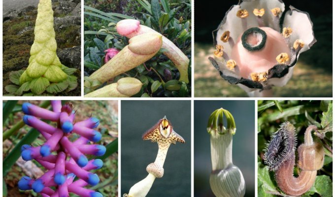 Вы реально поразитесь и удивитесь, глядя на эти сумасшедшие цветы и растения мира (22 фото)