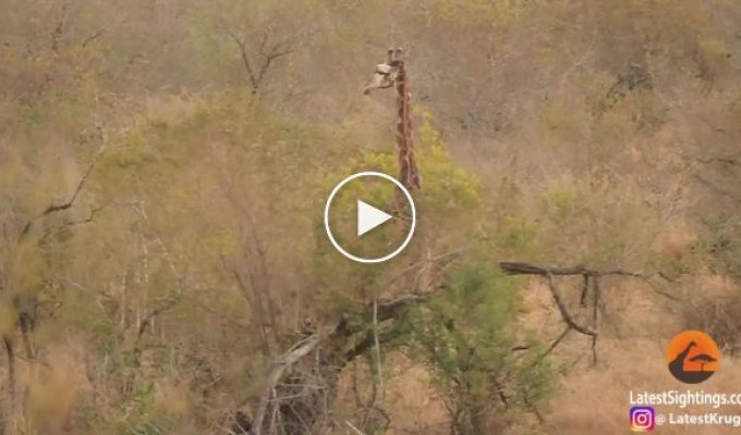 Жираф отбился от восьми голодных львиц