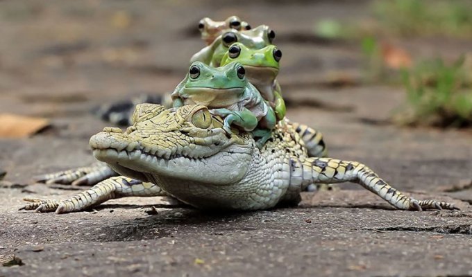 Царевна-лягушка: индонезиец снимает неожиданные грани обычных лягушек (39 фото)