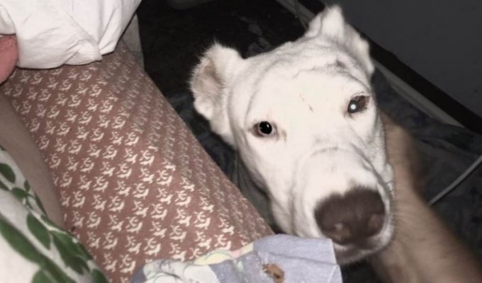 Испуганная собака будит спасателя посреди ночи, чтобы отблагодарить (8 фото)