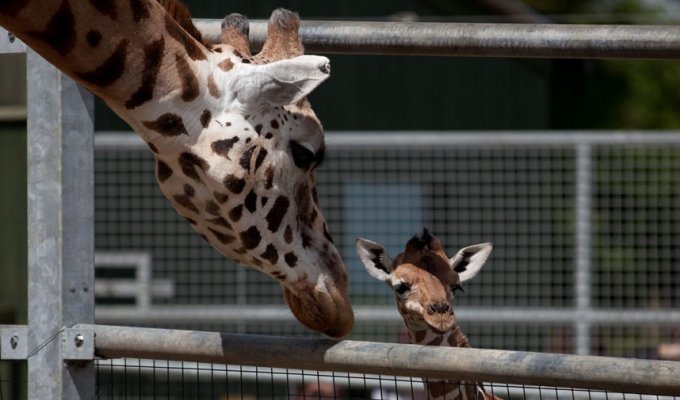 Новорожденный жираф в Бристольском зоопарке (8 фото)