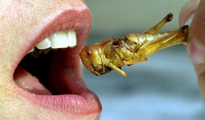 Употребление насекомых в пищу (11 фото)