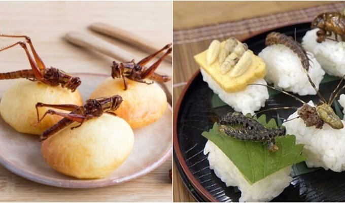 Поедание насекомых в Японии (5 фото)