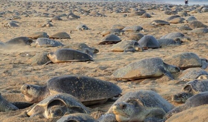 Морские черепахи делают своё дело пока Индия на карантине (3 фото)
