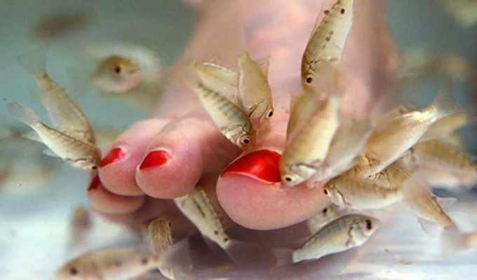 Как рыбный педикюр оставил девушку без ногтей (5 фото)