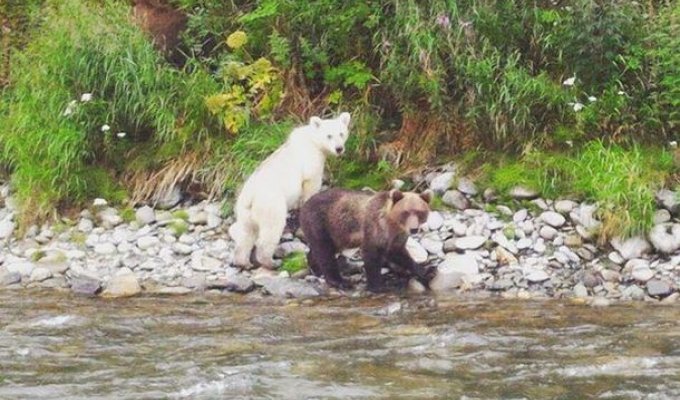 На Камчатке нашли бурого медведя с белой шерстью (2 фото)