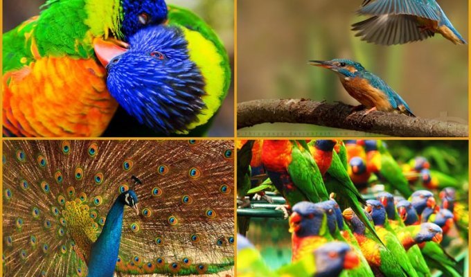 40 прекрасных фотографий птиц (40 фото)