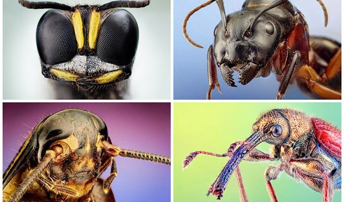 Портреты насекомых (60 фото)