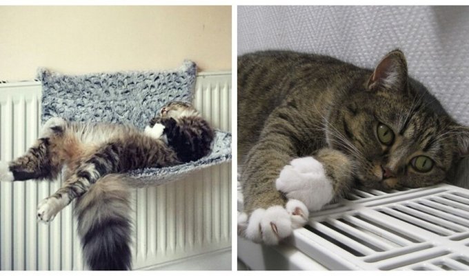 Радиатор для кота всего желанней в холода (30 фото)