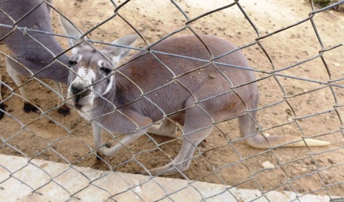 Посетители зоопарка убили кенгуру ради развлечения (3 фото)