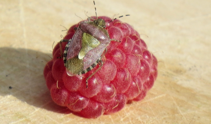 Ягодный клоп: Превращает поедание малины в русскую рулетку. Сидит в ягодах, откладывает в них яйца и жутко воняет (9 фото)