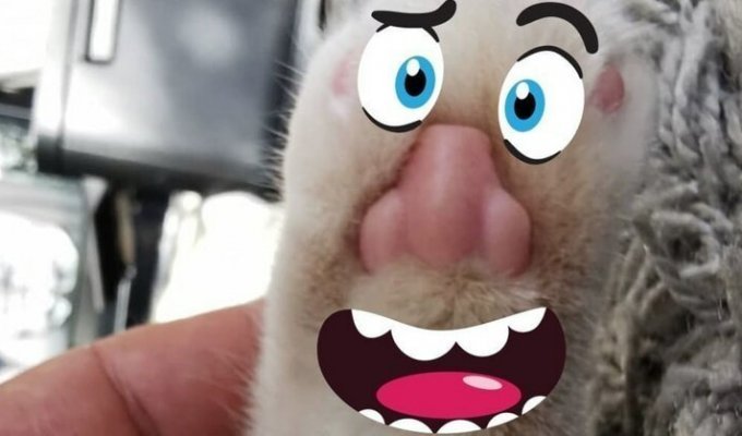 В сети обнаружили, что у котов на лапках человеческие носы (8 фото)