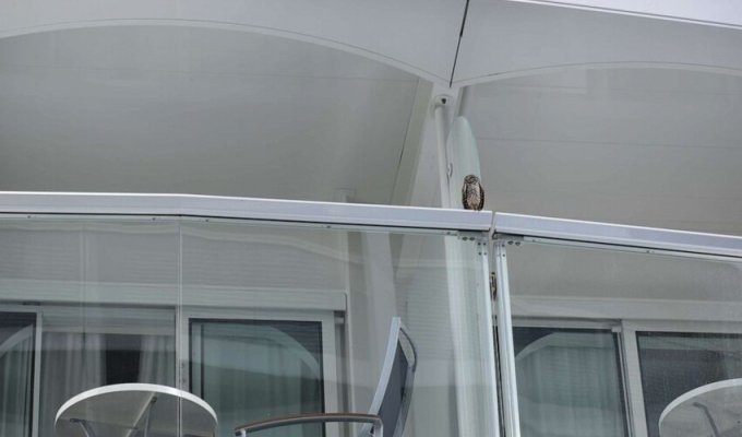 Сова пробралась на круизный лайнер и отправилась в двухнедельный отпуск (3 фото + 1 видео)