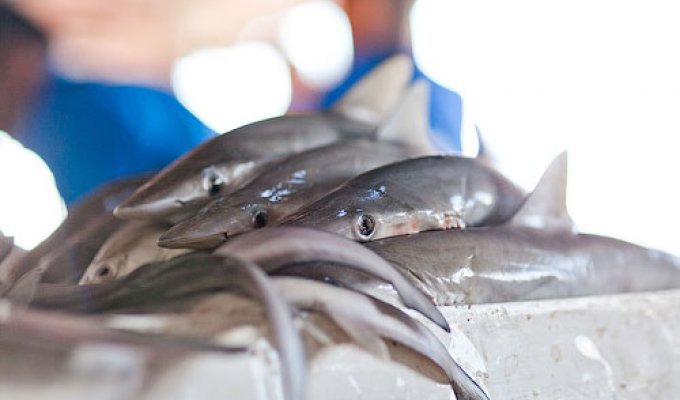 Рыбный рынок в Шардже (41 фото)