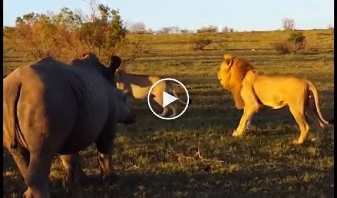 Носорог застал врасплох, уединившихся львов в африканском заповеднике