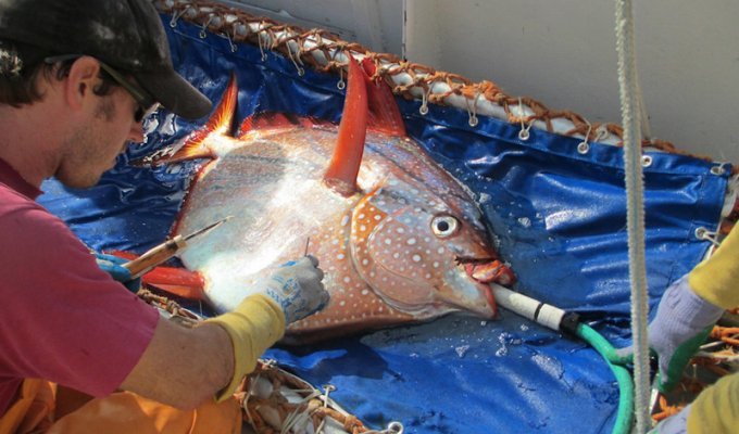Ученые обнаружили первую в мире теплокровную рыбу (2 фото)