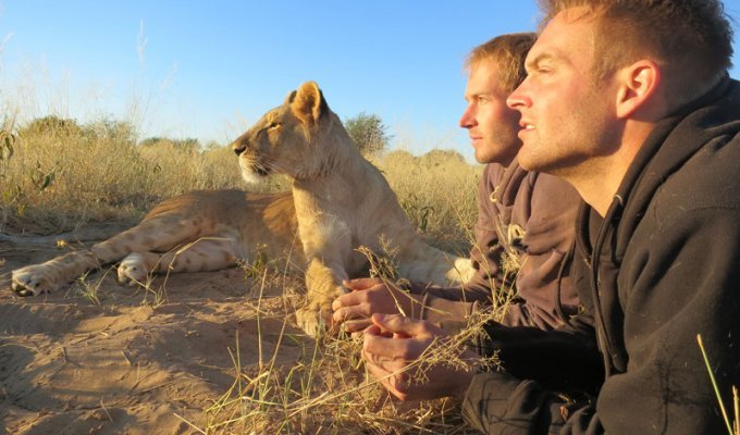 Как я жил со львами в Ботсване (17 фото)