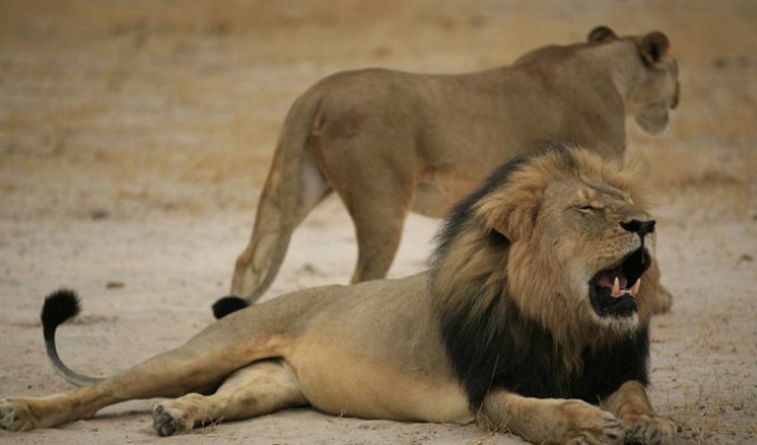 Сесил, самый знаменитый лев Зимбабве, был убит американским охотником-дантистом (6 фото)