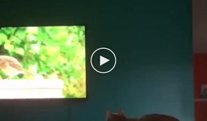Прирожденный охотник смотрит телевизор