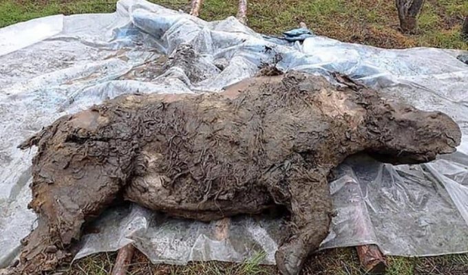 В Якутии нашли тушу шерстистого носорога уникальной сохранности (5 фото + 1 видео)