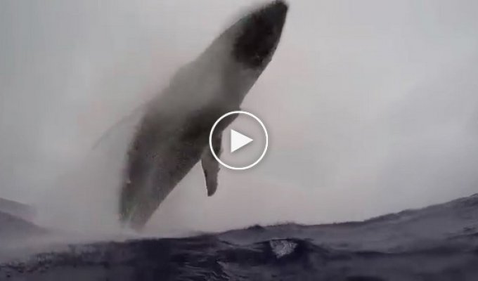 Завораживающий прыжок горбатого кита попал на видео