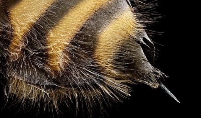 Опасные насекомые под микроскопом (12 фотографий)