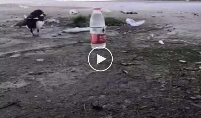 Сообразительная сорока начала кидать в бутылку камни, чтобы поднять уровень воды