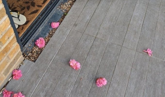 Тайный поклонник ежедневно приносил женщине цветы, но был пойман с поличным (9 фото + 1 видео)